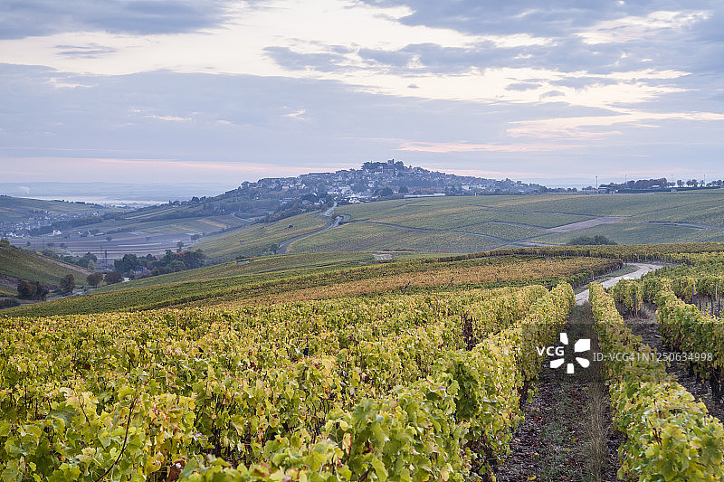 法国桑塞尔葡萄园的黎明图片素材