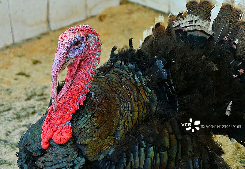 农场里的火鸡图片素材