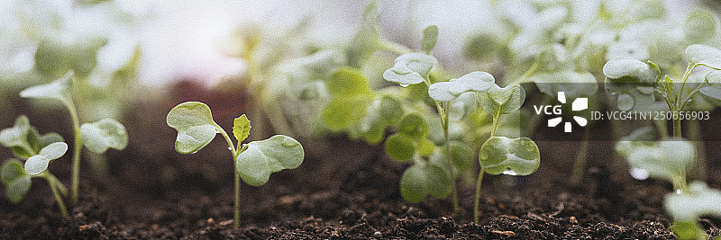 日出时分，刚刚发芽的绿色羽衣甘蓝幼苗图片素材