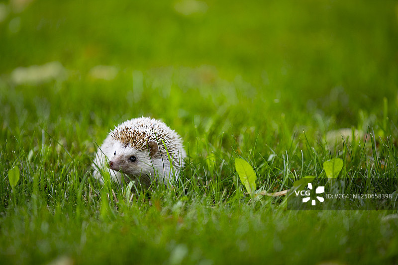户外草地上的宠物刺猬图片素材