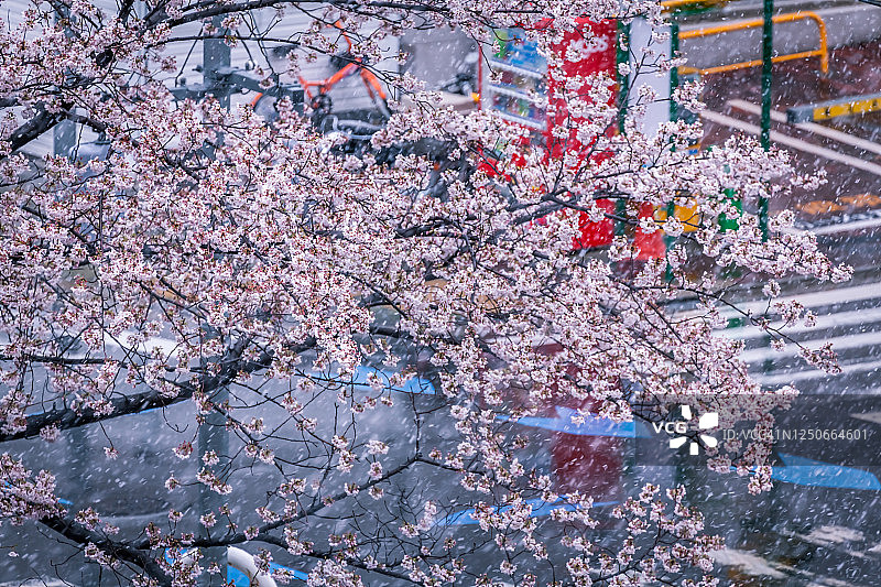 雨中樱花与东京城市景观图片素材