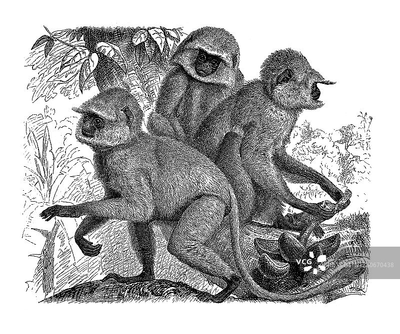 灰叶猴（Semnopithecus），哈努曼叶猴古老版画插图图片素材