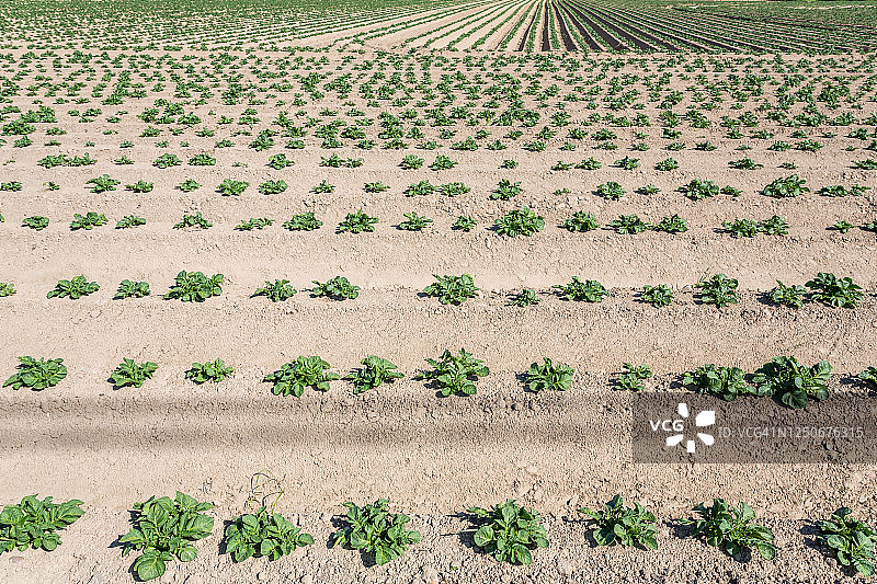 土豆领域图片素材