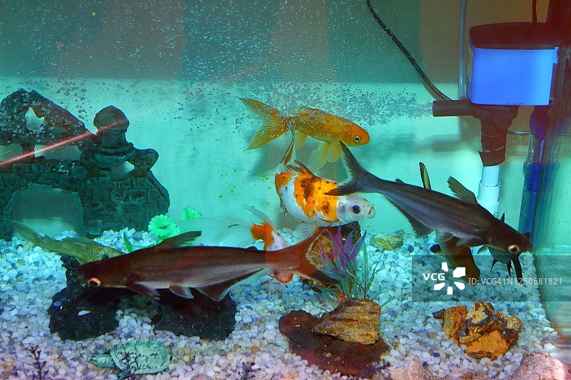 带鱼用氧气过滤器的鱼缸图片素材