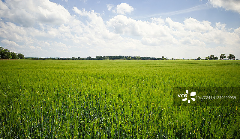生长的绿色农作物图片素材