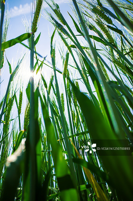 阳光下的农作物图片素材