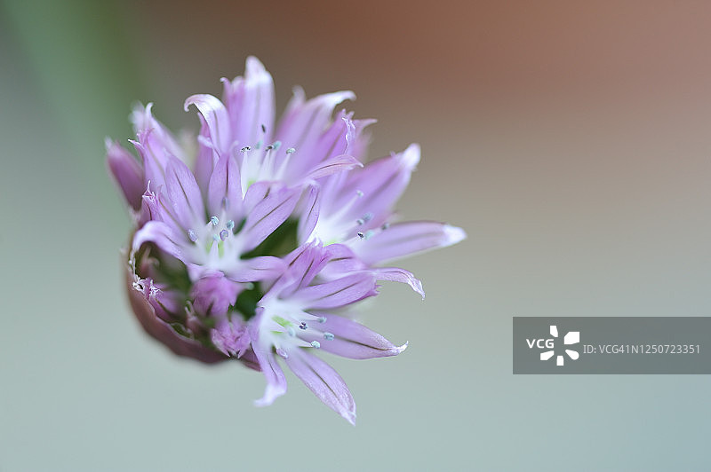 韭菜花图片素材