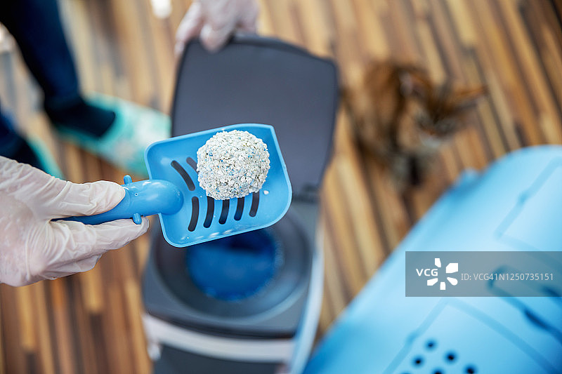 戴着外科手套的手持铲子铲起脏猫砂的俯视图图片素材