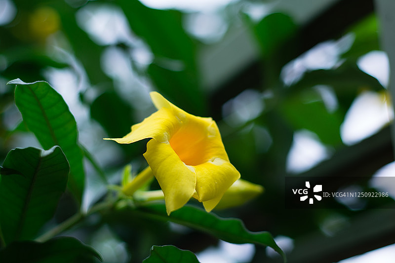 黄蝉花图片素材