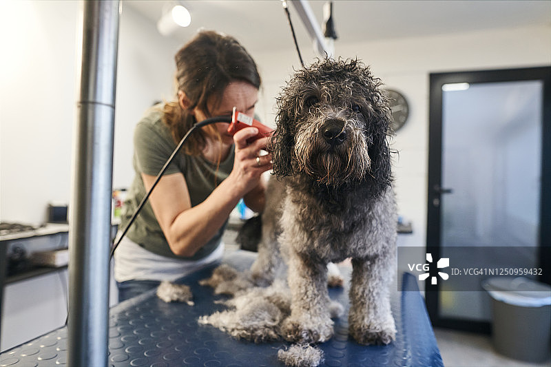 宠物美容店里可爱的卷毛乖狗狗图片素材