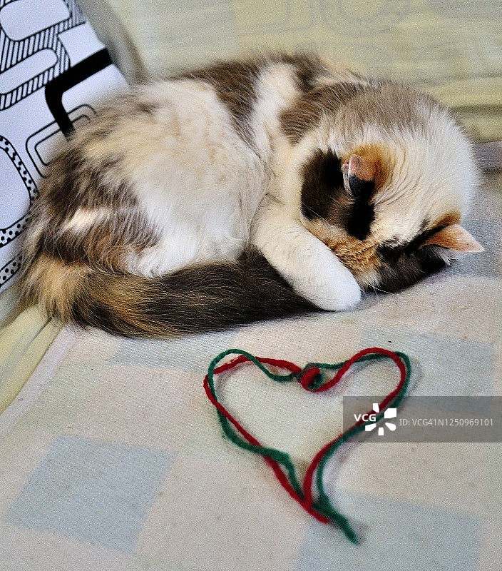 猫咪在椅子上睡觉图片素材