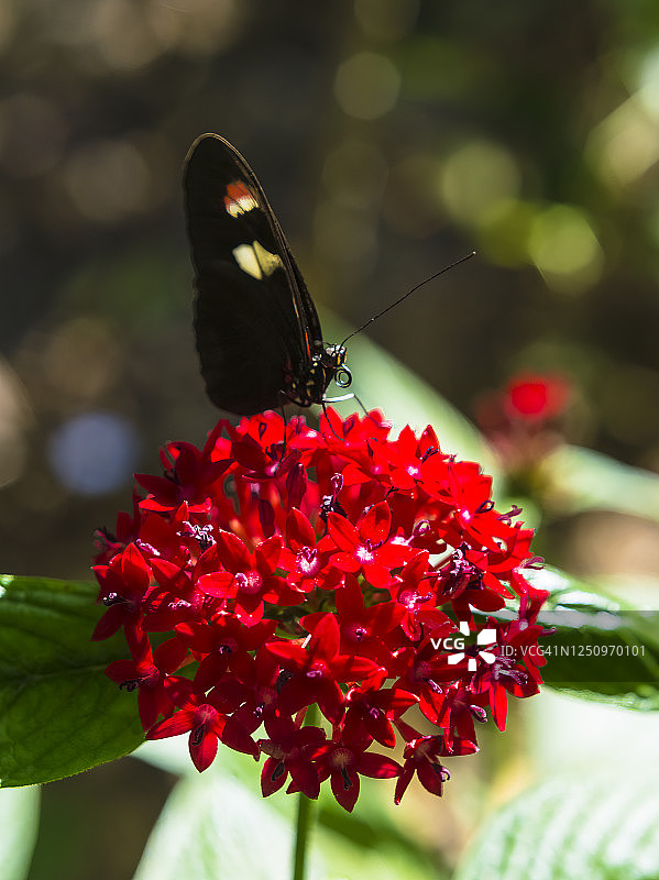 花朵上的蝴蝶（黑脉绡蝶）图片素材