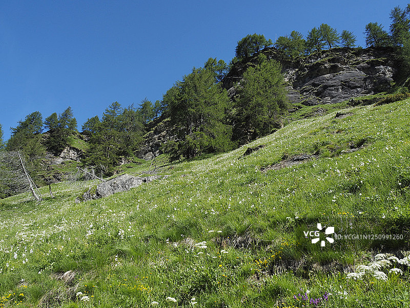 克拉姆皮奥洛阿尔卑斯牧场上的圣布鲁诺百合图片素材
