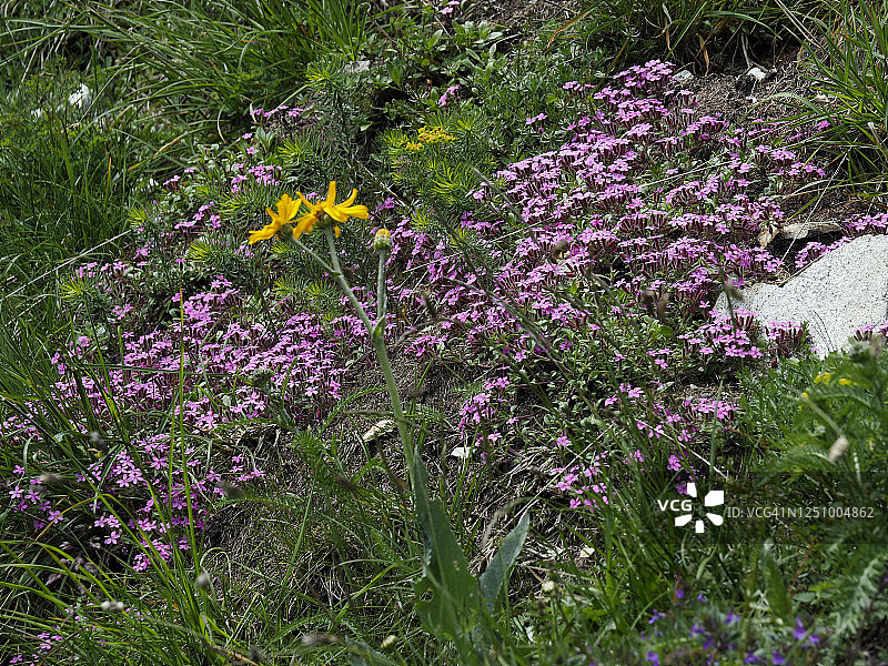 粉色石碱花（Saponaria ocymoides）图片素材