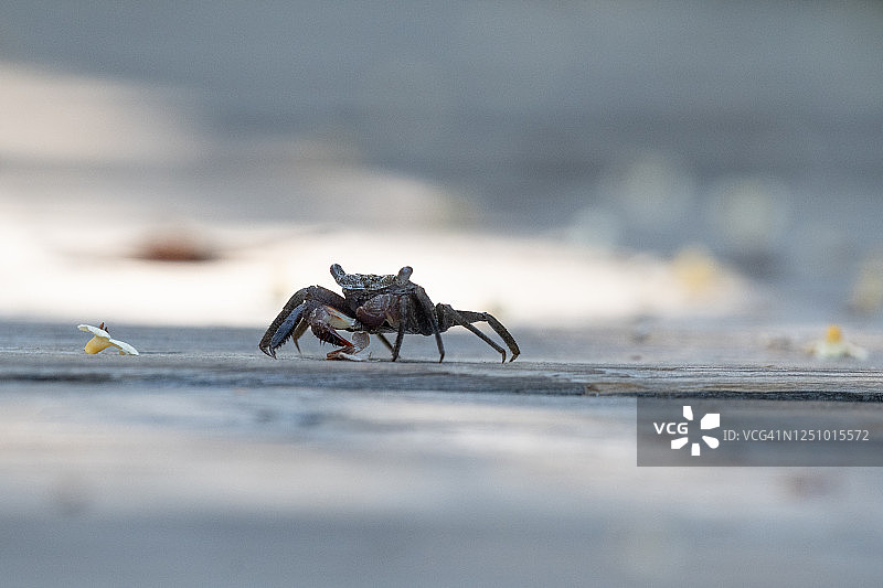 红树林蟹与红树林花图片素材