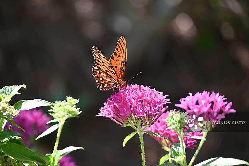 橙色海湾蛱蝶停留在粉色花朵上图片素材