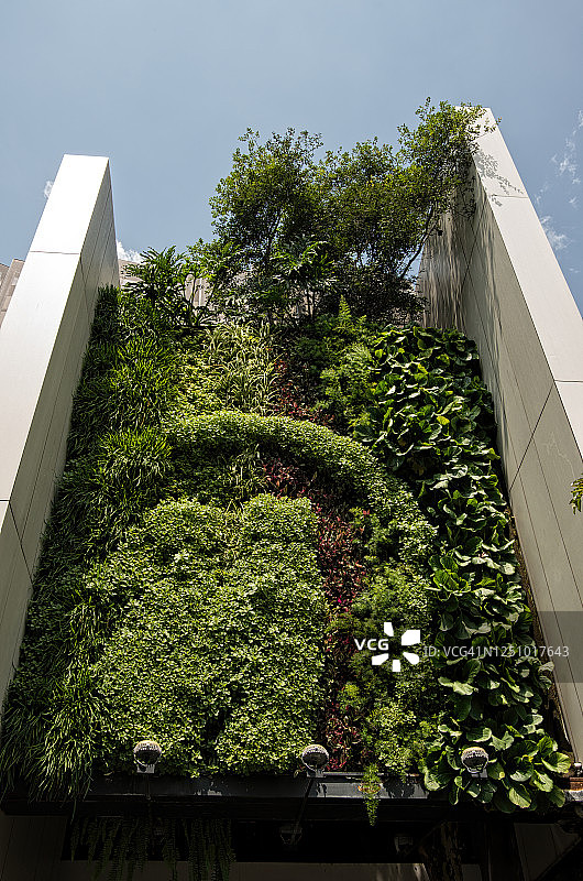 住宅楼的植物墙，包括蕨类植物、吊兰和龟背竹图片素材