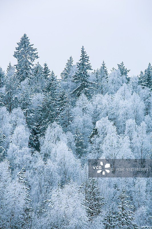 覆盖着冰雪的树木，挪威图片素材