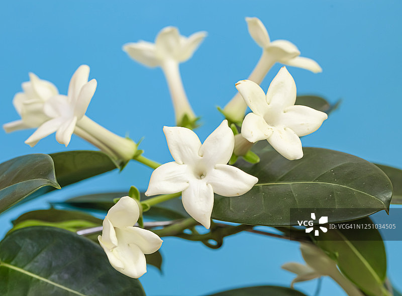 素馨花（马达加斯加茉莉，蜡花，夏威夷婚礼花，新娘花环）图片素材