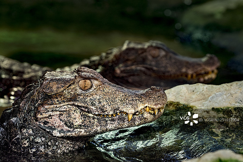 凯门鳄肖像图片素材