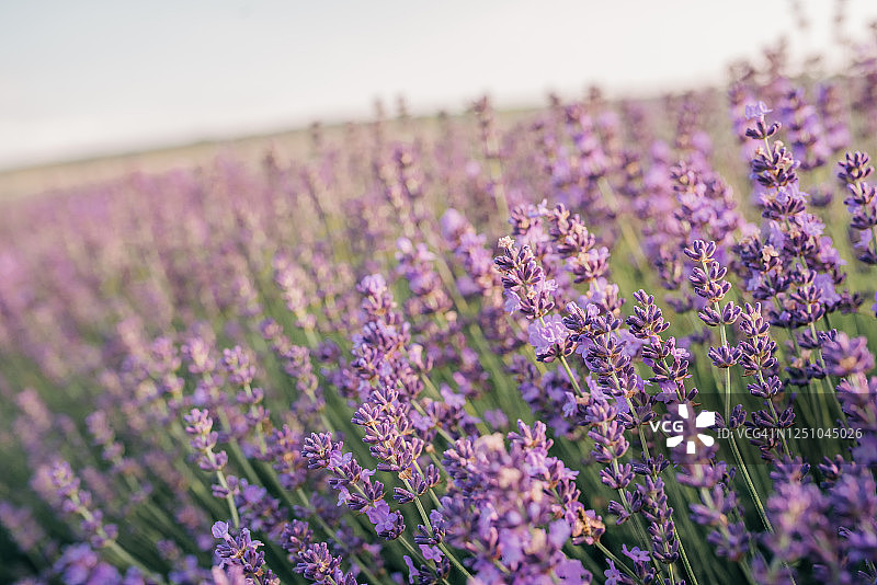 薰衣草花卉植物图片素材