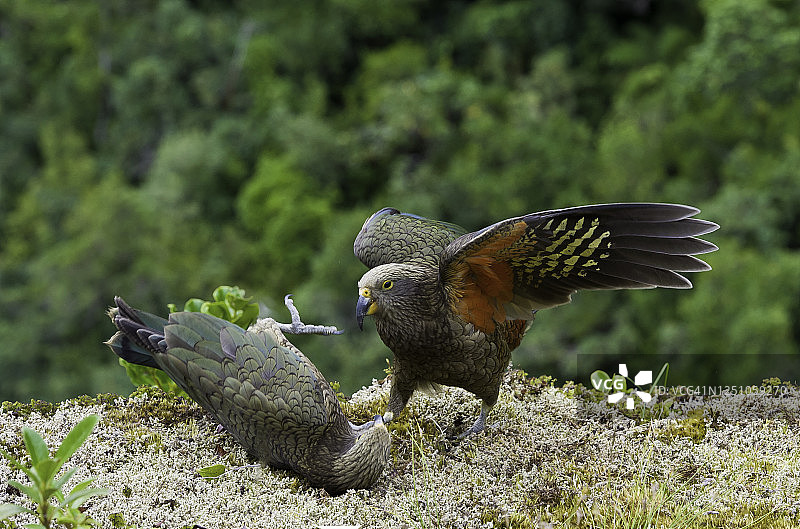 啄羊鹦鹉：新西兰南岛森林和高山地区的特有物种图片素材