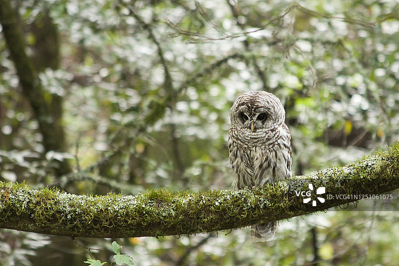 斑点林鸮图片素材