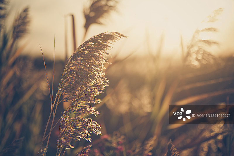 草地上的鲜花图片素材