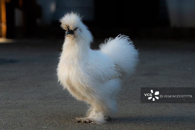 白色丝毛鸡摆姿势图片素材
