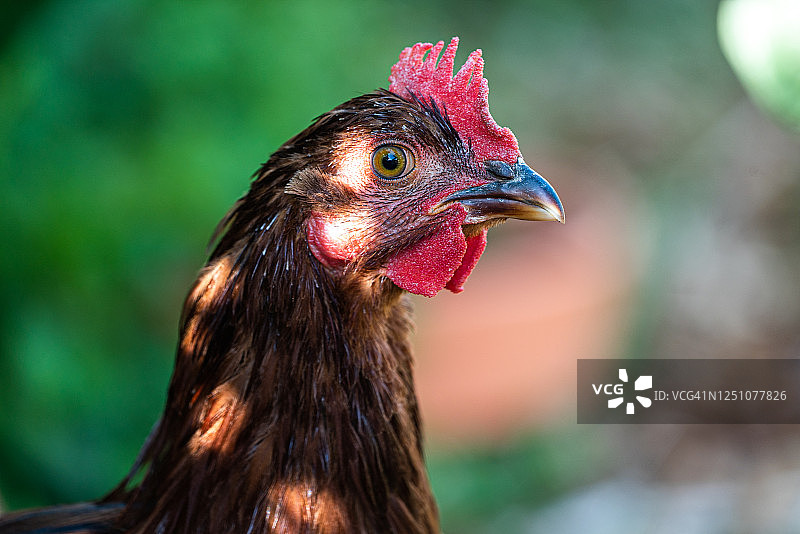 罗德岛红公鸡图片素材