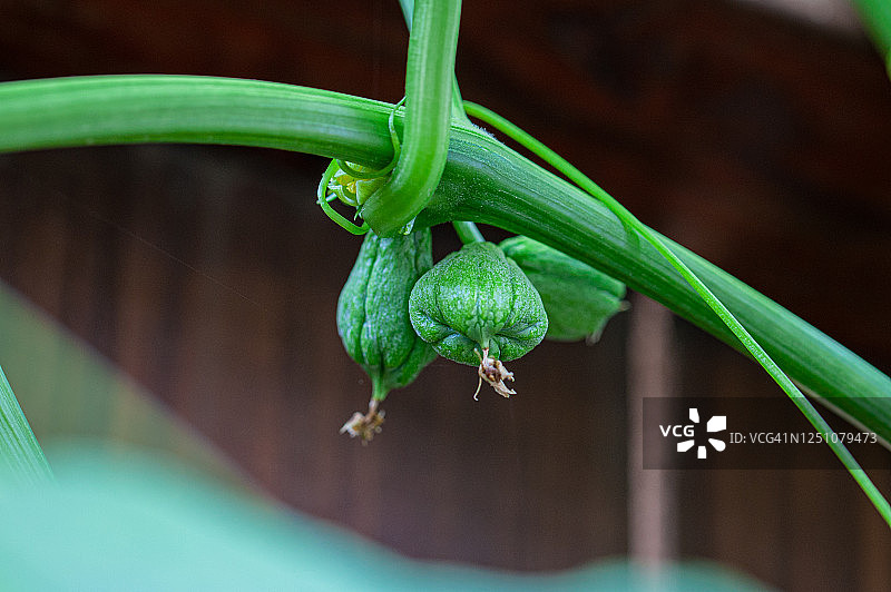 年轻的佛手瓜图片素材