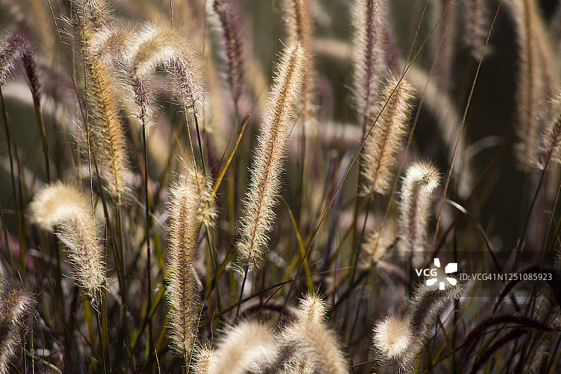 狐尾草草甸图片素材