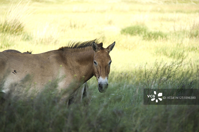 哈斯台国家公园的蒙古野马图片素材