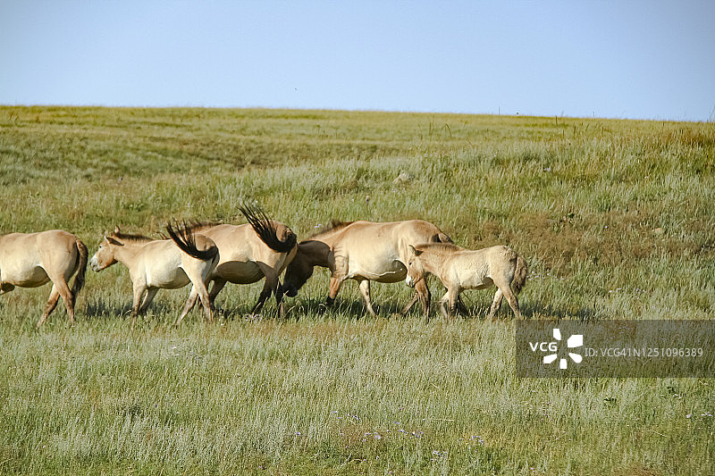 一群在风中行走的蒙古野马图片素材
