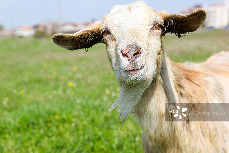 好奇的山羊看着镜头图片素材