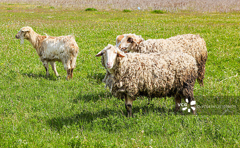 春天里在田野里吃草的羊群图片素材