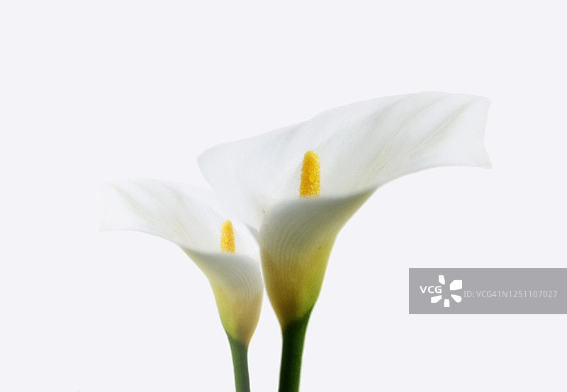 两朵马蹄莲特写图片素材