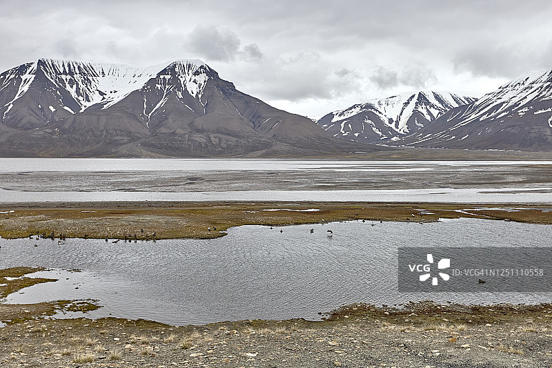北极湾附近湿地的普通绒鸭、白额黑雁和其他鸟类，朗伊尔城，斯瓦尔巴群岛图片素材