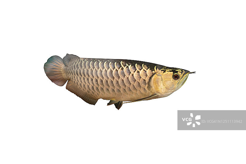 白色背景上的金龙鱼图片素材