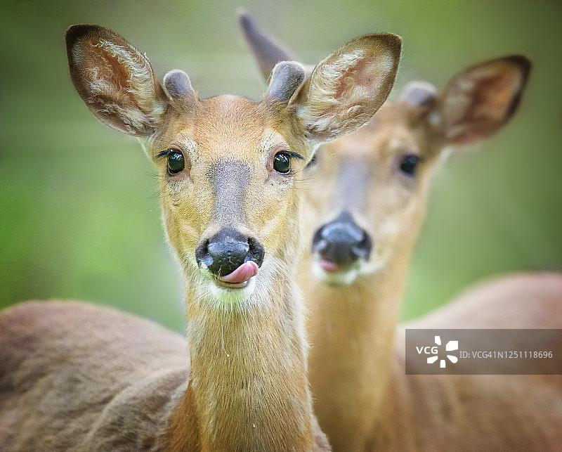 两只活泼小鹿嬉戏特写图片素材