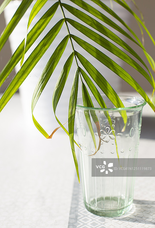 绿色玻璃杯中的散尾葵图片素材