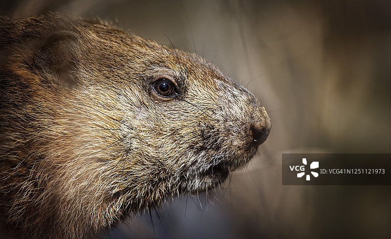 宾夕法尼亚州埃克斯顿公园的土拨鼠的可爱特写镜头图片素材
