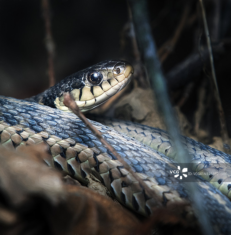 宾夕法尼亚州森林中可爱的束带蛇图片素材