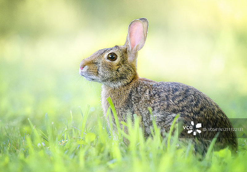 在宾夕法尼亚州奥杜邦，春天绿色草地里可爱的兔子特写图片素材