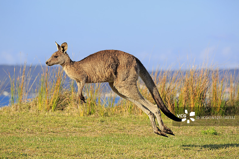 东部灰大袋鼠在澳大利亚新南威尔士马洛尼海滩跳跃图片素材