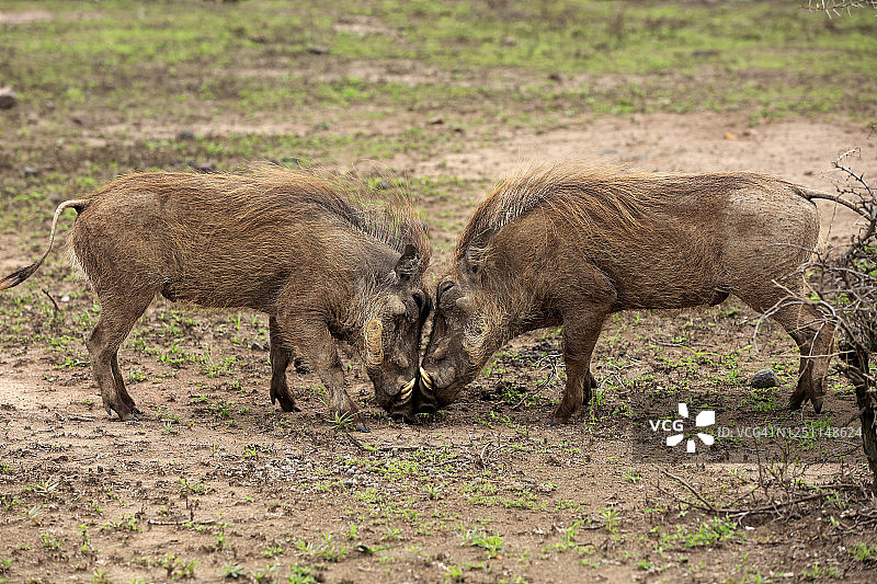 疣猪，两只成年雄性打斗，南非夸祖鲁-纳塔尔省赫卢赫卢韦-乌姆弗洛兹国家公园图片素材