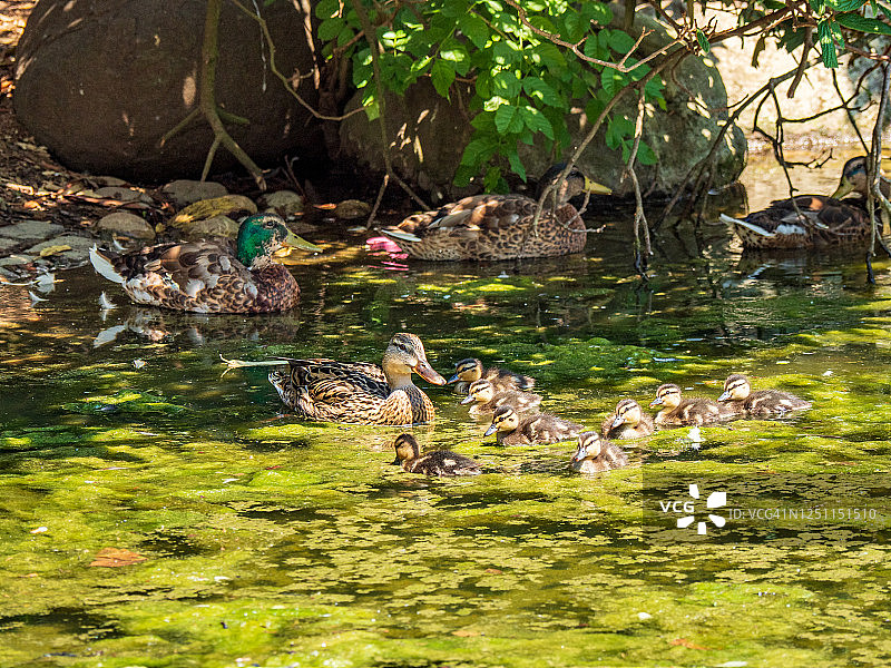 威斯巴登温泉公园图片素材