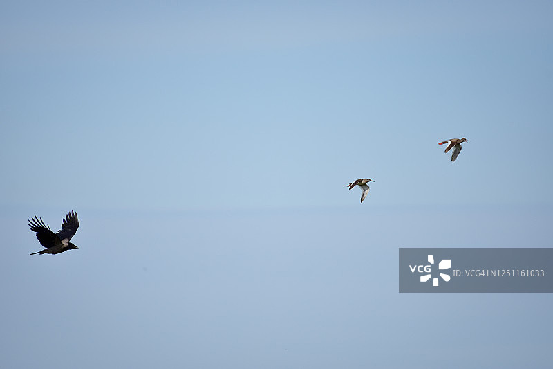 一只乌鸦追逐两只红脚鹬图片素材