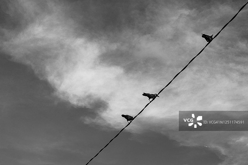 黑白鸟类图片素材