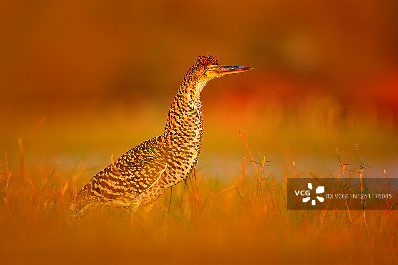 夕阳下的苍鹭，巴西潘塔纳尔的晚霞虎鹭图片素材